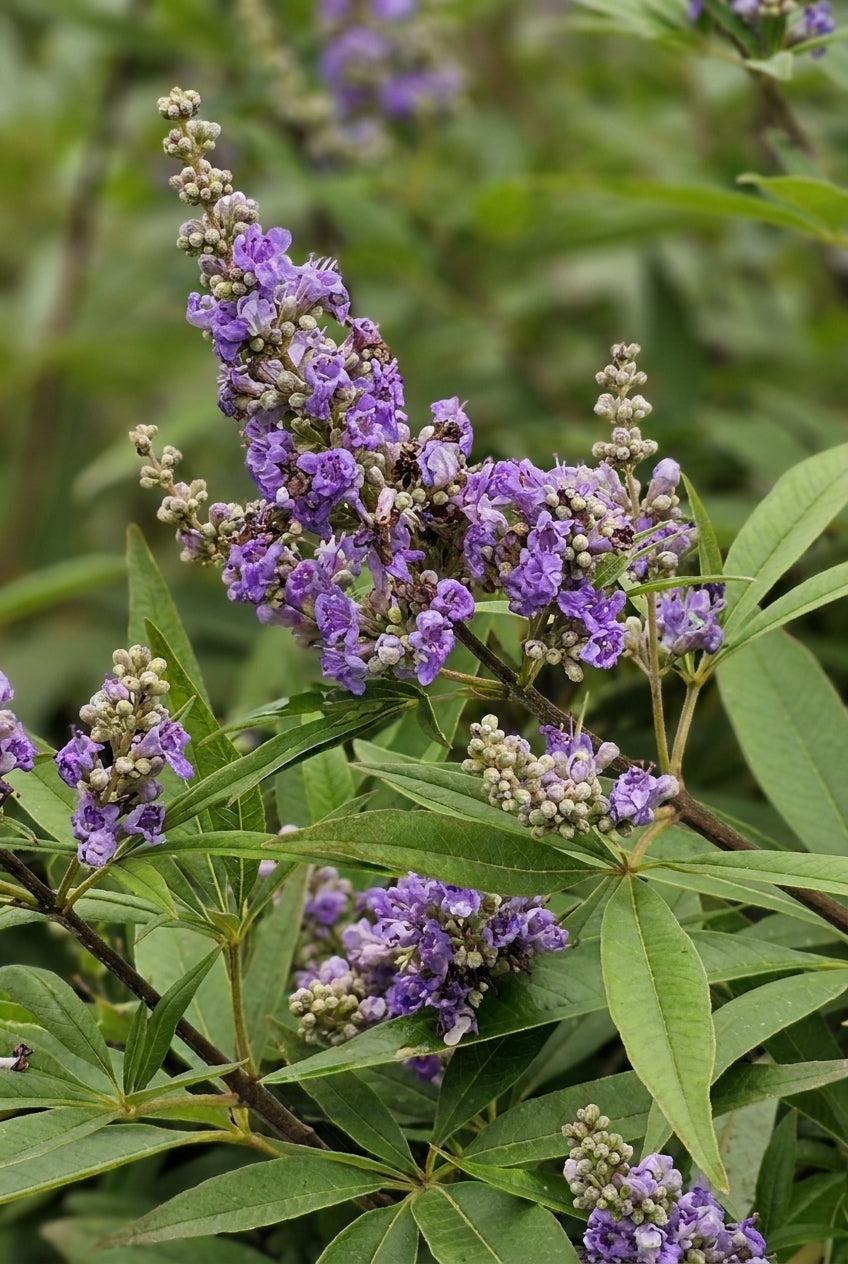 Vitex agnus-castus Tuinplanten bloem