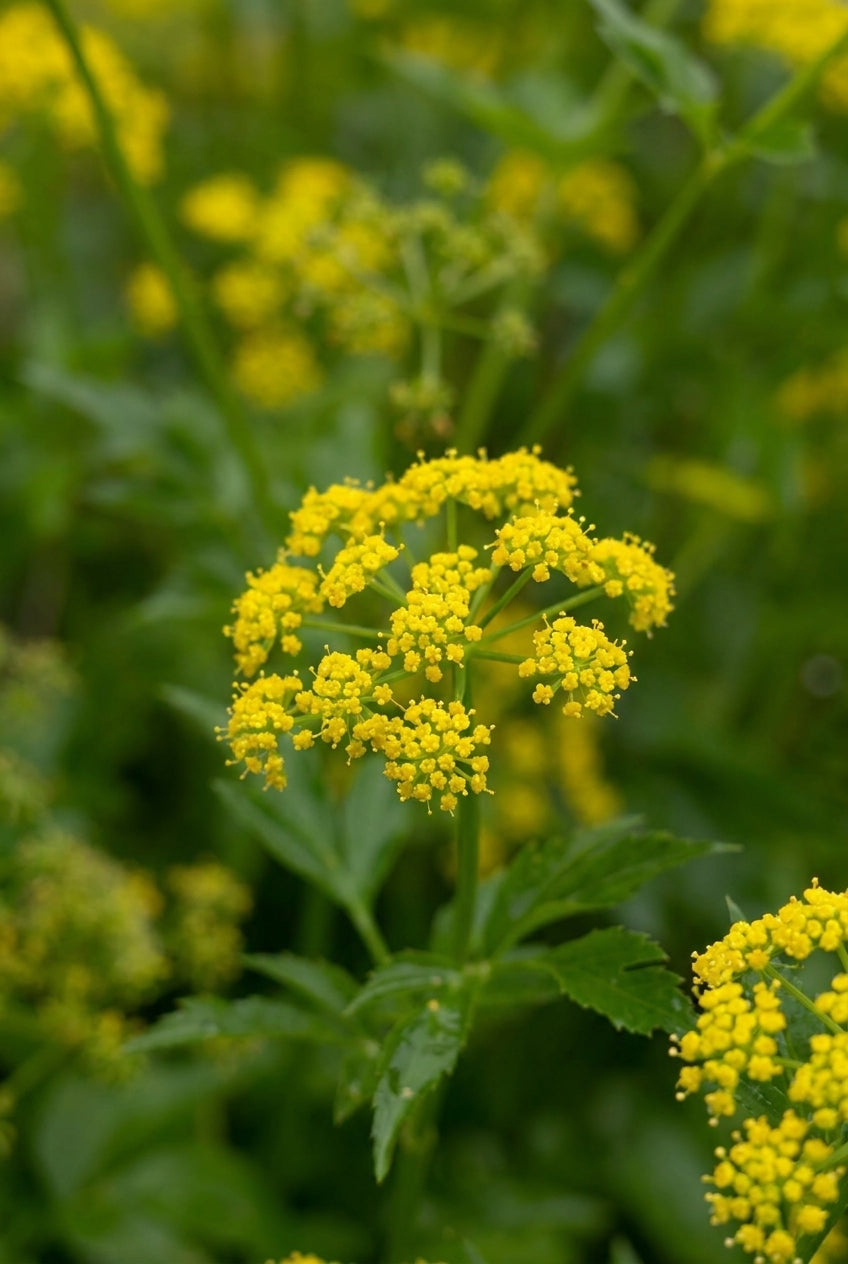 Zizia aurea bloem