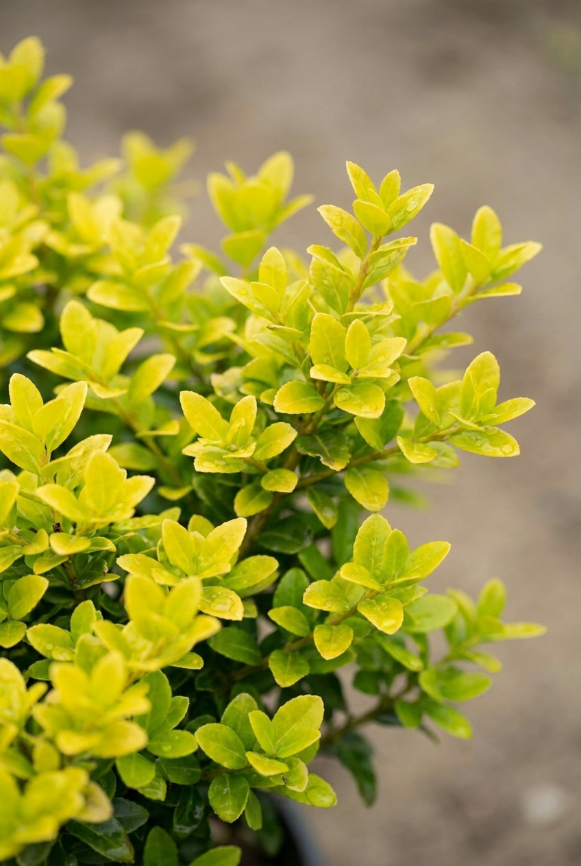 Ilex crenata 'Glory Gem' meerstammig / struik bloem