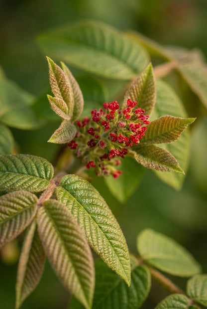 Juglans ailantifolia Tuinplanten blad