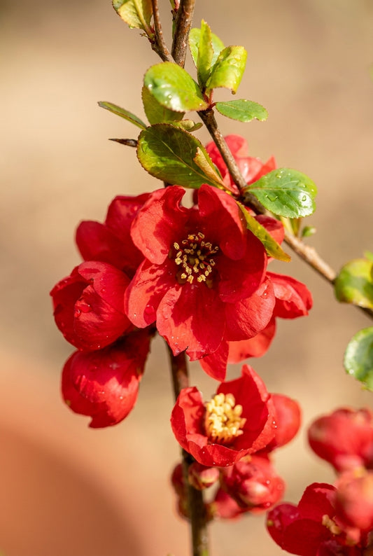 Juglans regia 'Aufhauser Baden' op stam bloem
