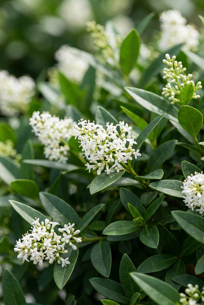 Ligustrum vulgare 'Atrovirens' haagplant bloem