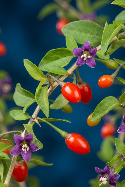 Lycium barbarum meerstammig / struik bloem
