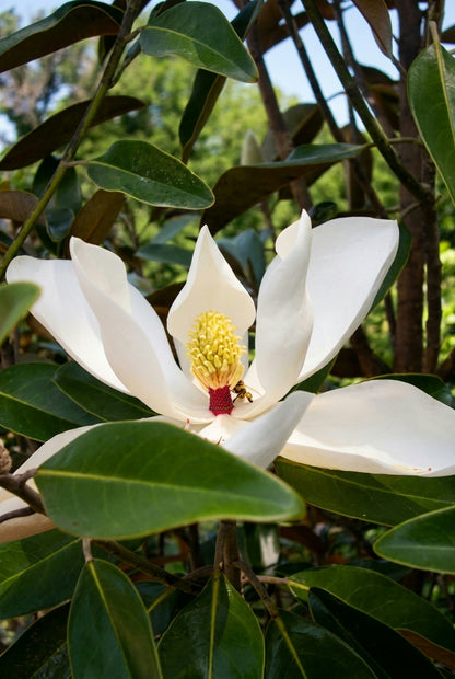 Magnolia grandiflora 'TMGH' solitair bloem