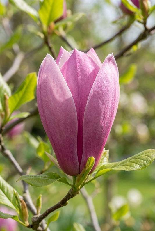 Magnolia soulangeana 'Lombardy Rose' meerstammig / struik bloem