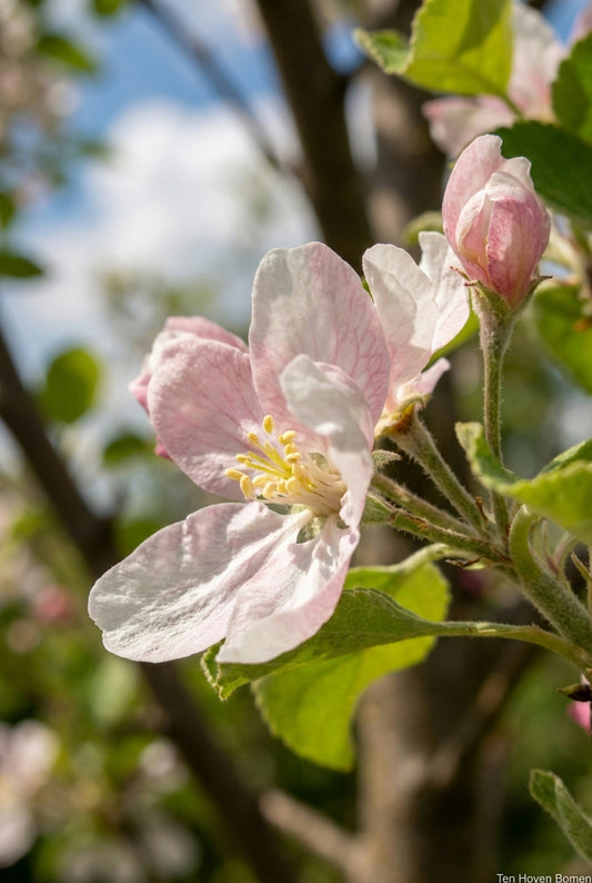 Malus domestica 'Ingrid Marie' op stam bloem
