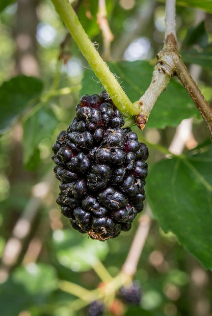 Morus alba 'Fastigiata' op stam vrucht