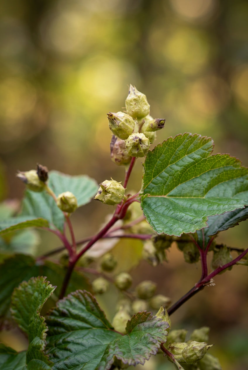 Neillia rubiflora Tuinplanten blad