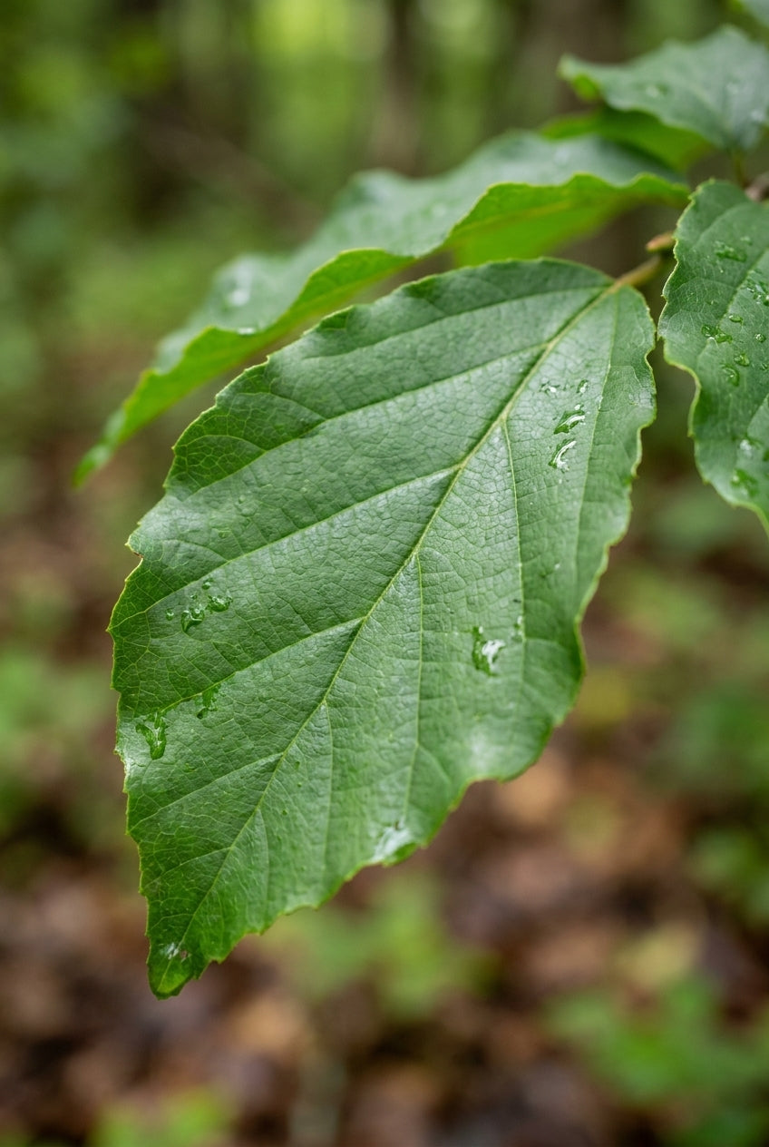 Parrotia subaequalis blad
