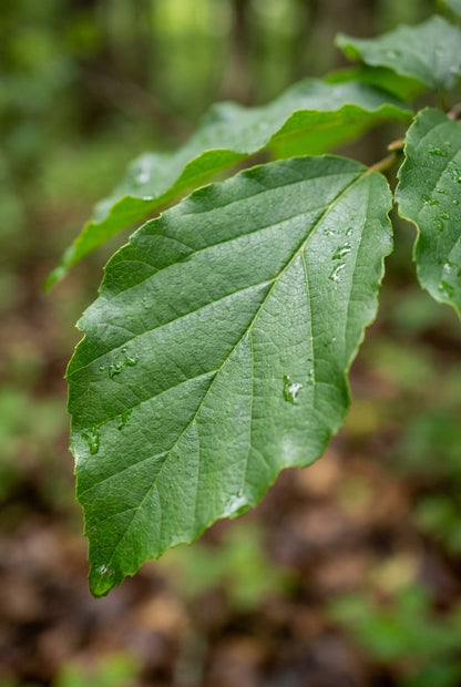 Parrotia subaequalis blad
