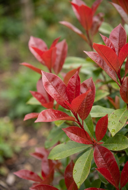 Photinia fraseri 'Little Red Robin' op stam blad
