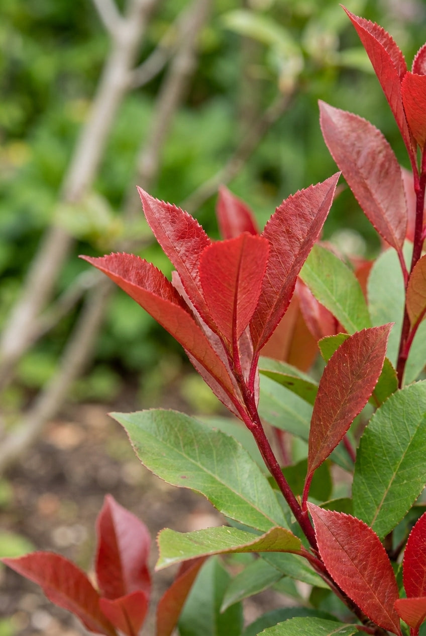 Photinia fraseri 'Little Red Robin' meerstammig / struik blad