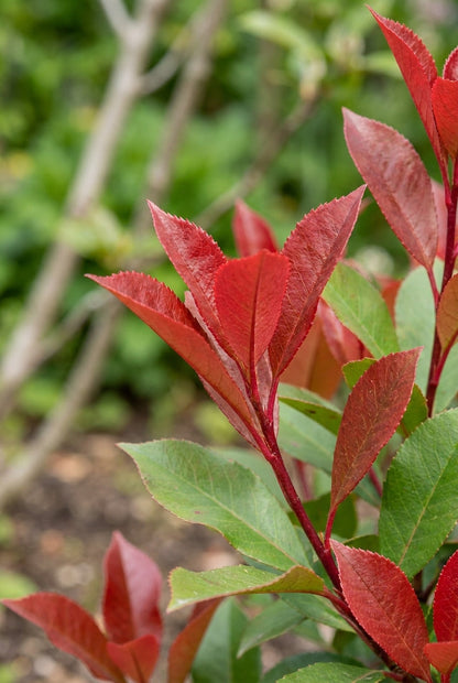 Photinia fraseri 'Little Red Robin' op stam blad