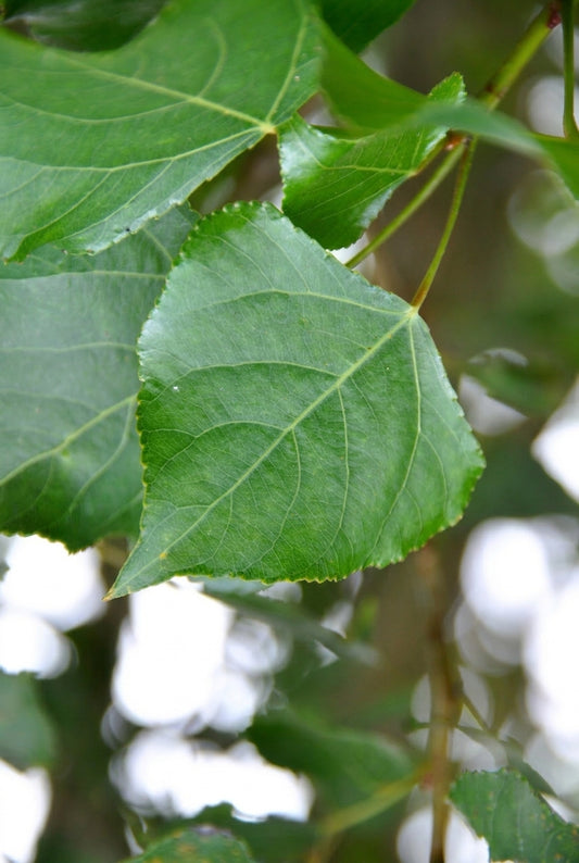 Populus nigra 'Vereecken' meerstammig / struik blad
