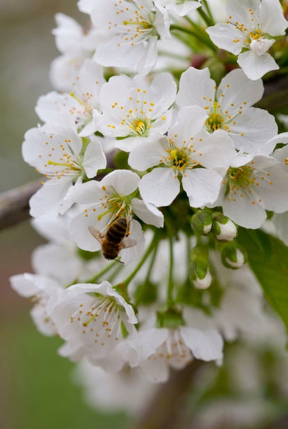 Prunus avium 'Sunburst' meerstammig / struik bloesem