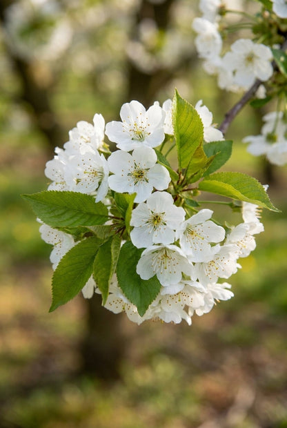 Prunus avium 'Sylvia' op stam bloesem