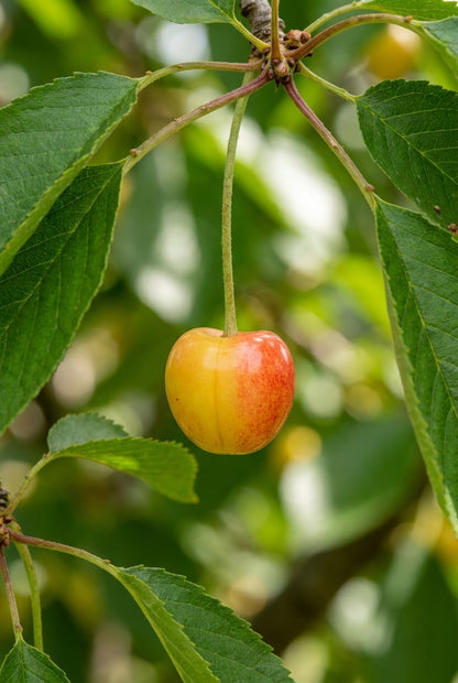 Prunus avium 'Udense Spaanse' op stam vrucht