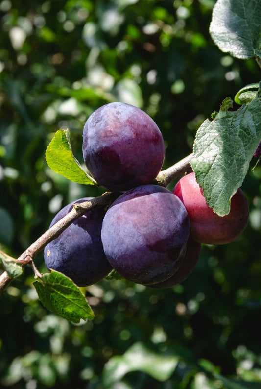 Prunus domestica 'Opal' op stam vrucht