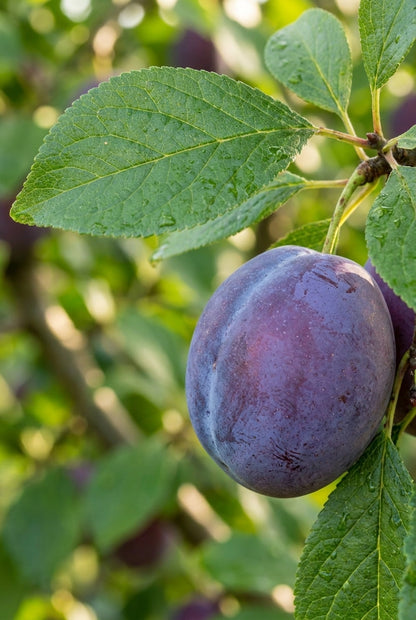 Prunus domestica 'Reine Claude d'Althan' op stam vrucht