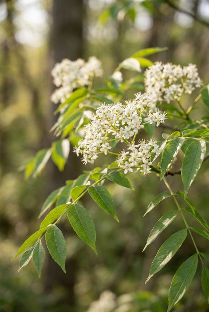 Pterocarya hupehensis meerstammig / struik bloem