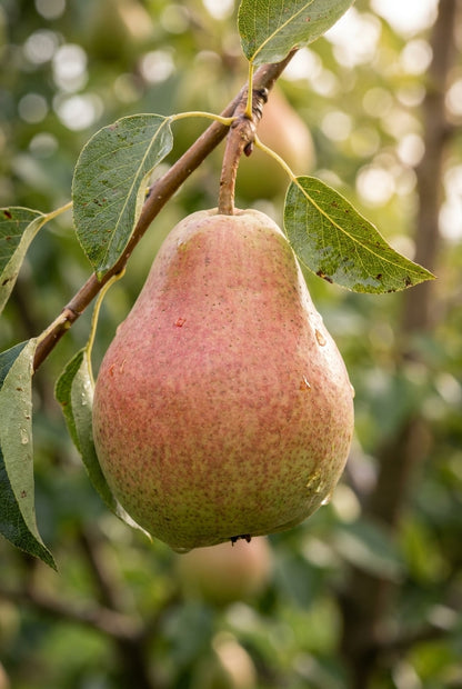 Pyrus communis 'Bonne Louise d'Avranches' op stam vrucht