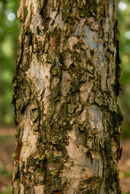 Quercus bicolor meerstammig / struik bast