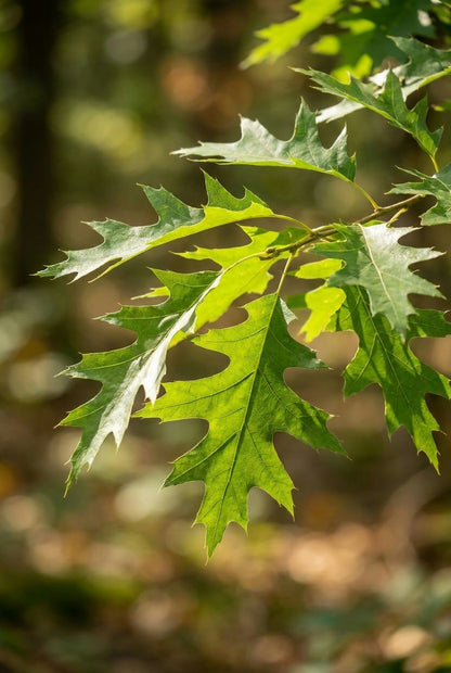 Quercus pagoda Tuinplanten blad