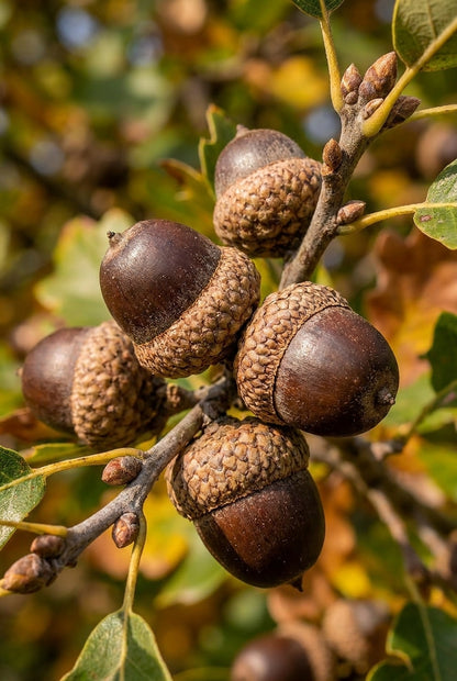 Quercus pagoda Tuinplanten eikel