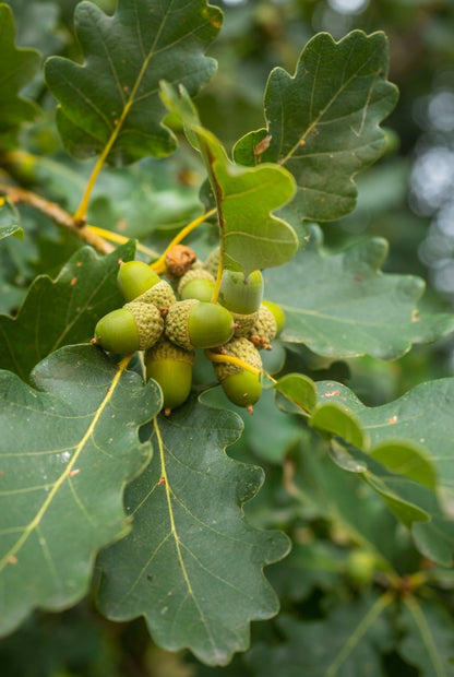 Quercus petraea op stam eikel