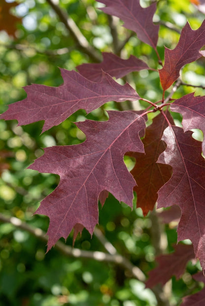Quercus texana op stam blad