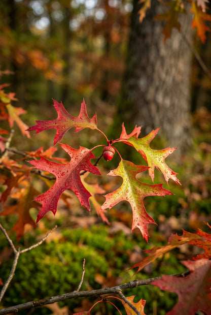 Quercus texana Tuinplanten blad