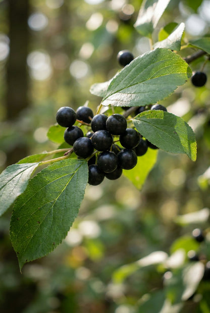 Rhamnus cathartica haagplant vrucht