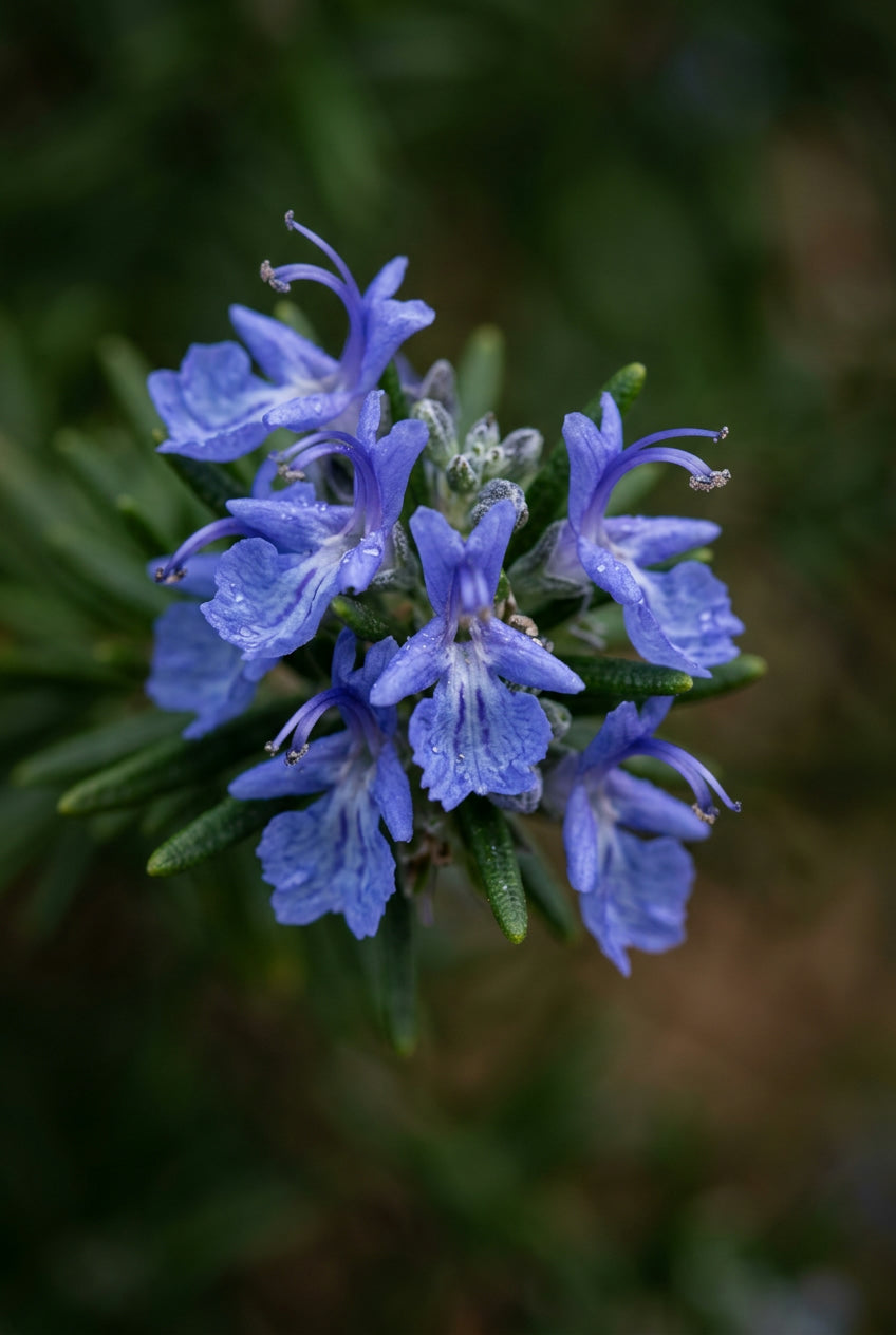 Rosmarinus officinalis 'Corsican Blue' bloem