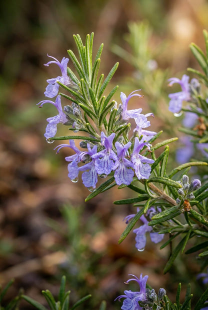 Rosmarinus officinalis 'Corsican Blue' bloesem