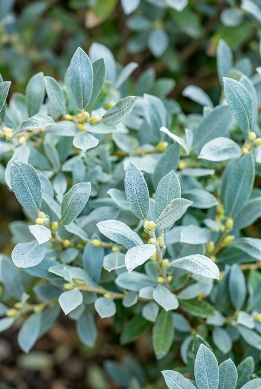 Salix caprea Mas meerstammig / struik bladeren