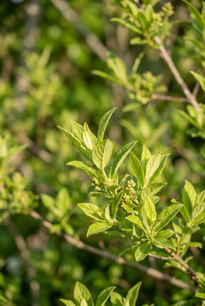 Salix gracilistyla 'Melanostachys' meerstammig / struik bladeren