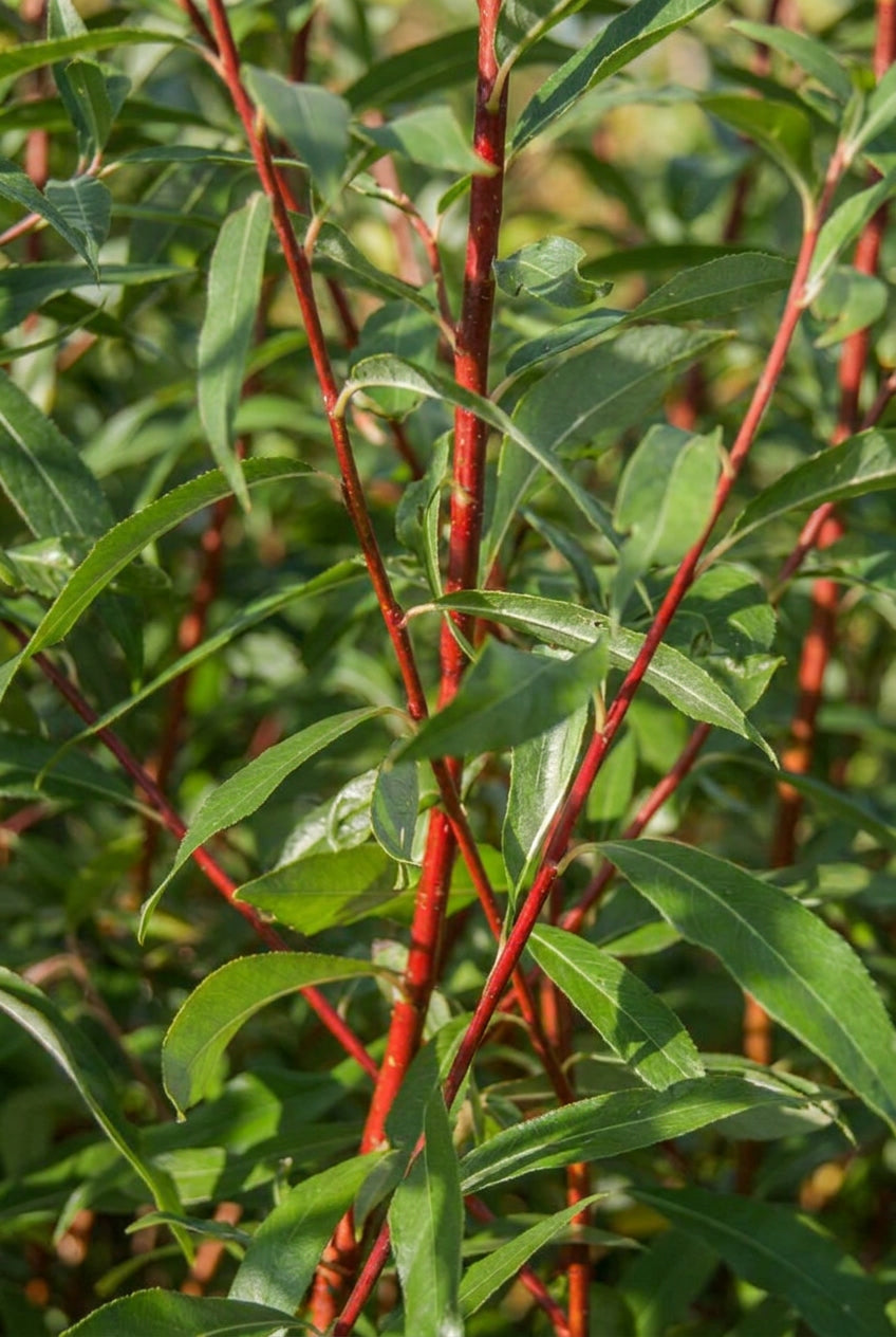 Salix rubens 'Britzensis' meerstammig / struik bladeren