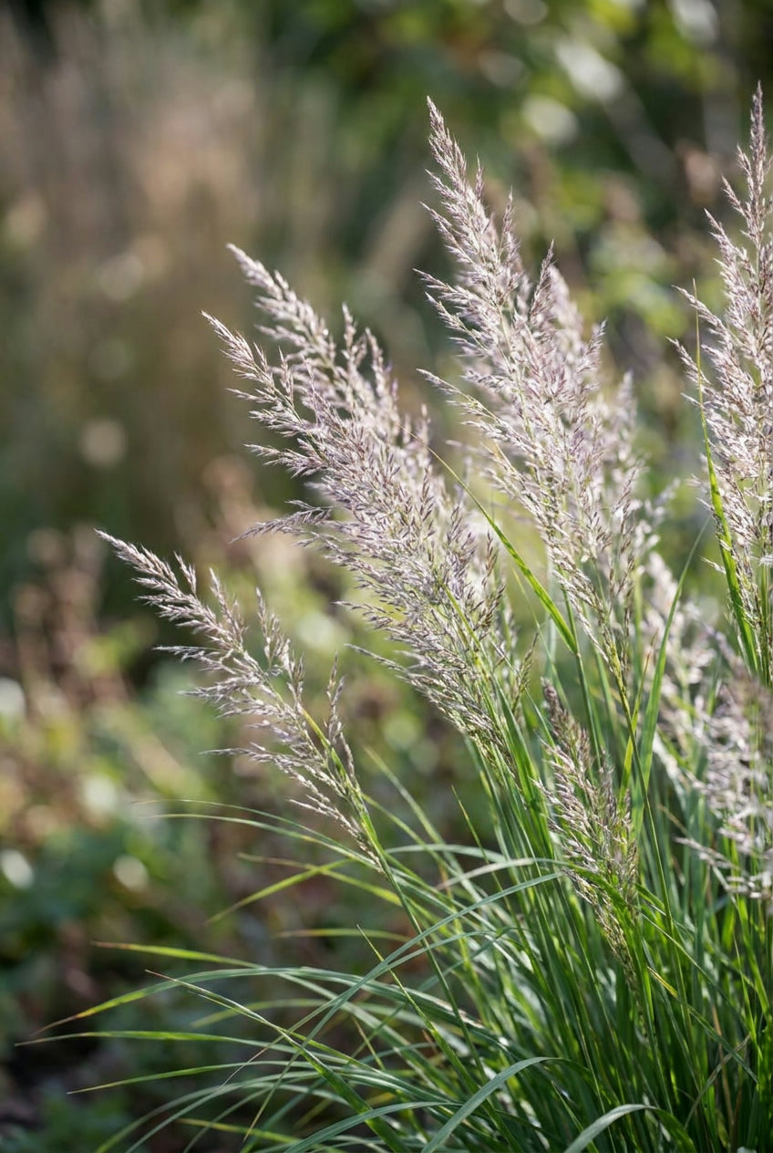 Sesleria autumnalis pluimen