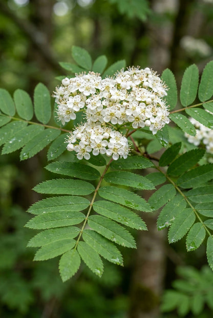 Sorbus arnoldiana 'White Wax' op stam bloem