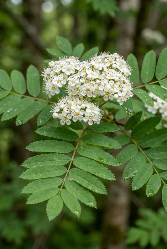 Sorbus arnoldiana 'White Wax' op stam bloem