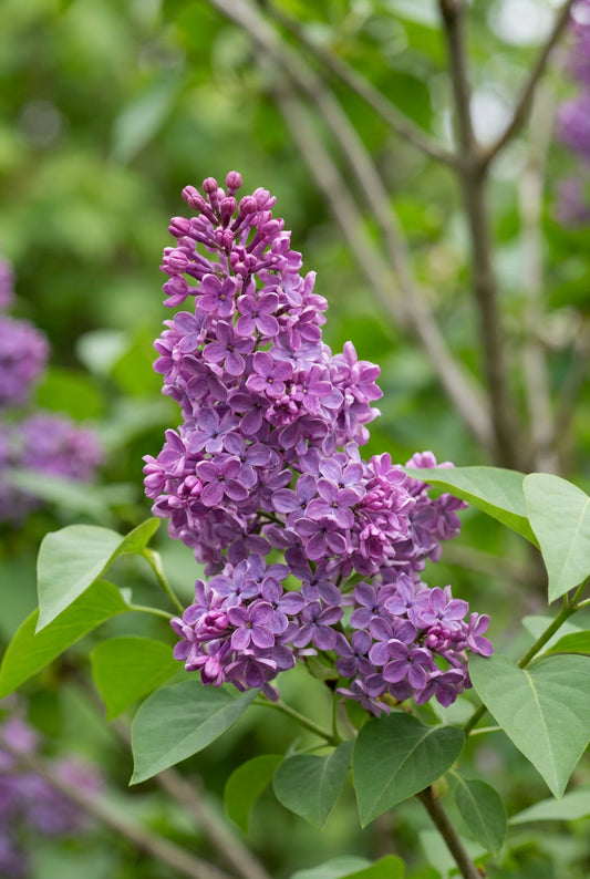 Syringa meyeri 'ANNY200810' meerstammig / struik bloem