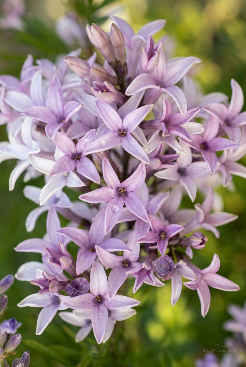 Syringa meyeri 'ANNY200810' meerstammig / struik bloem