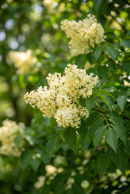 Syringa pekinensis 'Zhang Zhiming' Tuinplanten bloesem