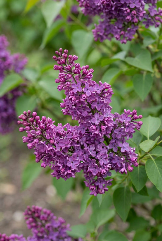 Syringa 'SMSJBP7' op stam bloem