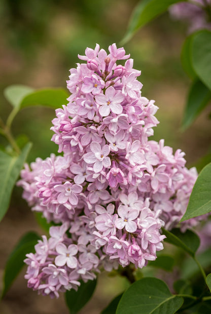 Syringa vulgaris 'Belle de Nancy' meerstammig / struik bloem