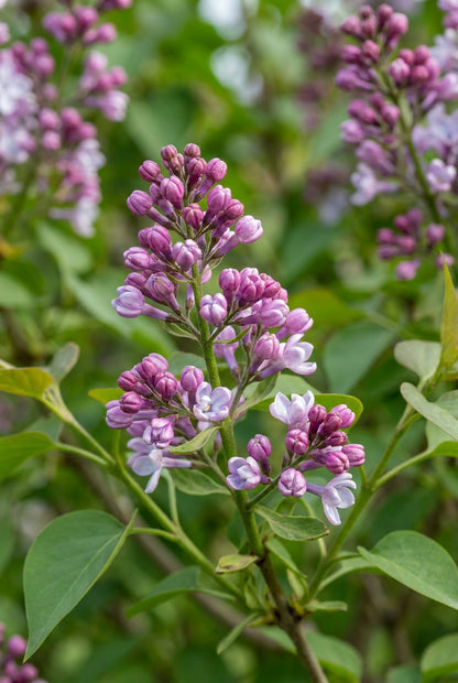 Syringa vulgaris 'Belle de Nancy' op stam bloem