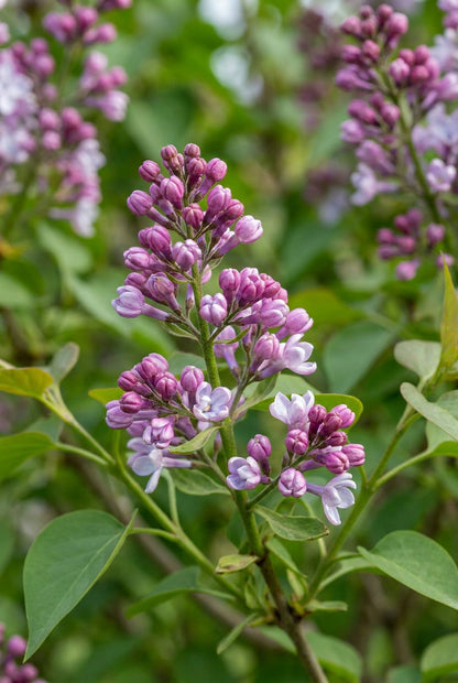 Syringa vulgaris 'Belle de Nancy' meerstammig / struik bloem