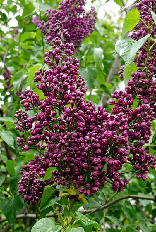 Syringa vulgaris 'Znamya Lenina' Tuinplanten bloem