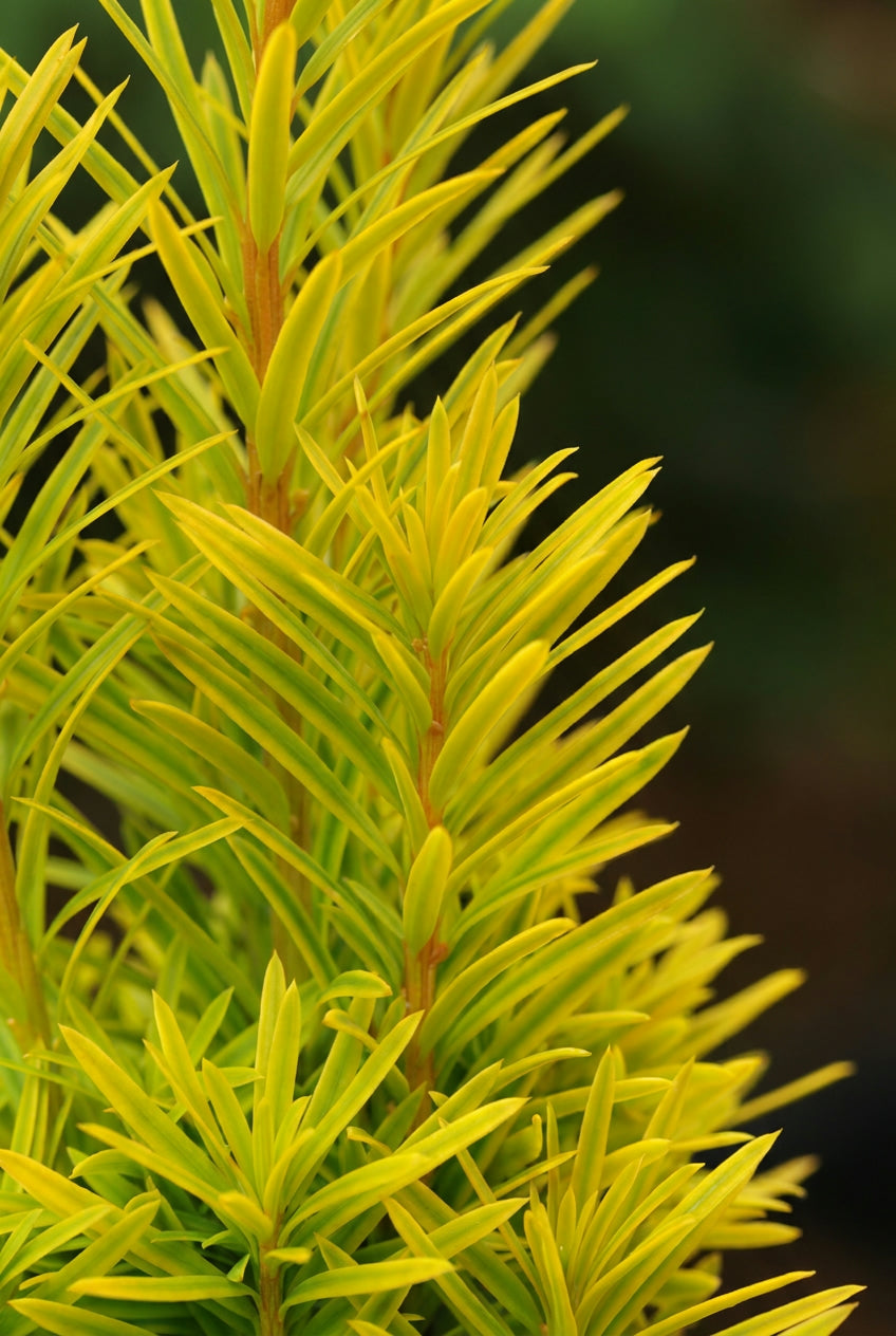 Taxus baccata 'Summergold' Tuinplanten blad
