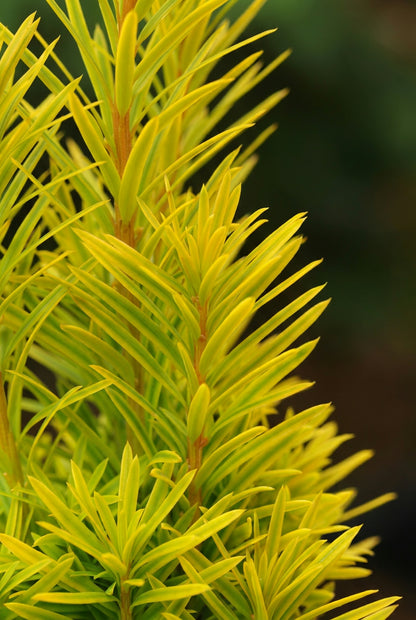 Taxus baccata 'Summergold' Tuinplanten blad
